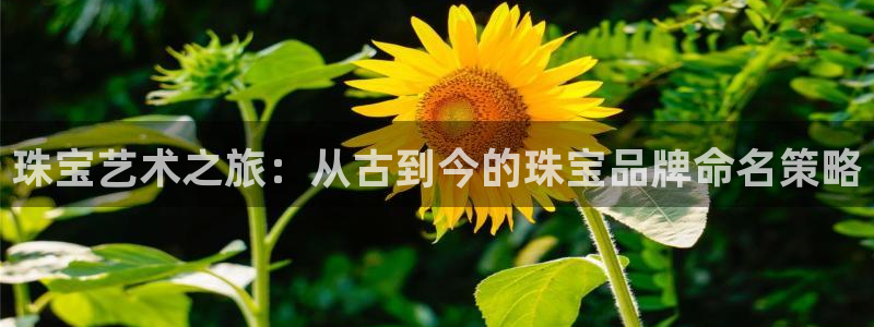 新宝5测速登录：珠宝艺术之旅：从古到今的珠宝品牌命名策略